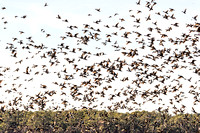 Ducks
