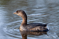 Image 2221.jpg